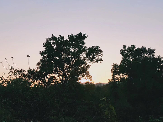 🌄夕阳下的树影：感受大自然的剪影艺术