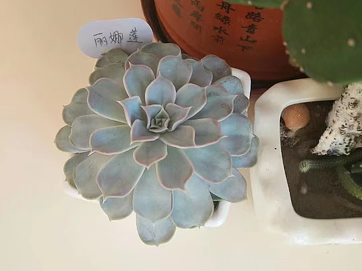 丽娜莲：多肉植物中的清新仙子