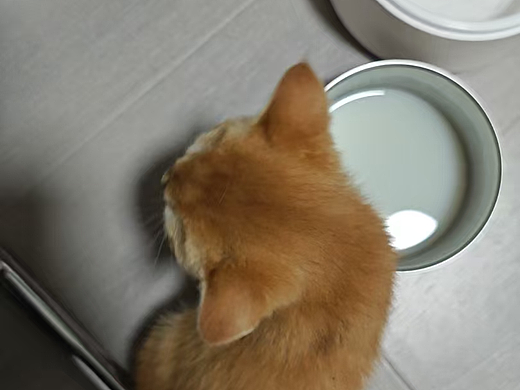 小猫喝水