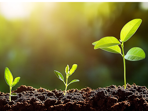 春天的气息发芽