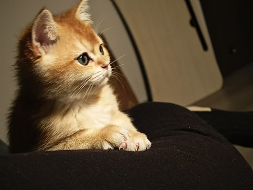 可爱小猫