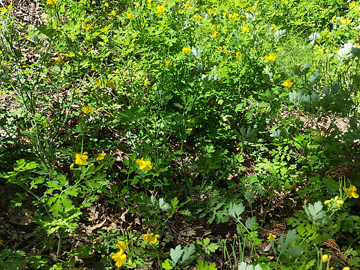 金黄花海：山坡上的黄色小花，灿烂而迷人✨