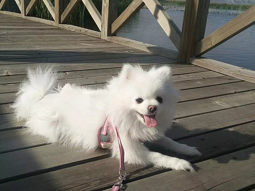 🐶萌宠的悠闲时光，享受户外的美好