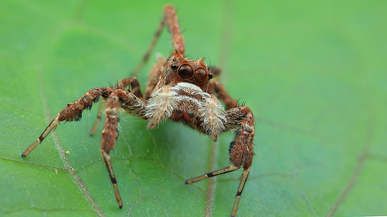 虫虫世界四（图ZMzgzMzk3NzIw） - 宠物摄影 - 站酷设计师顺影视线原创素材 - 站酷ZCOOL