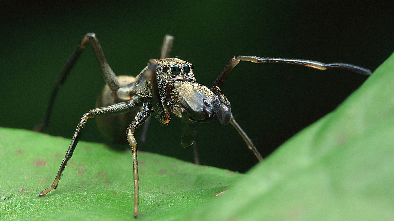 虫虫世界四（图ZMzgzMzk3NzQ4） - 宠物摄影 - 站酷设计师顺影视线原创素材 - 站酷ZCOOL
