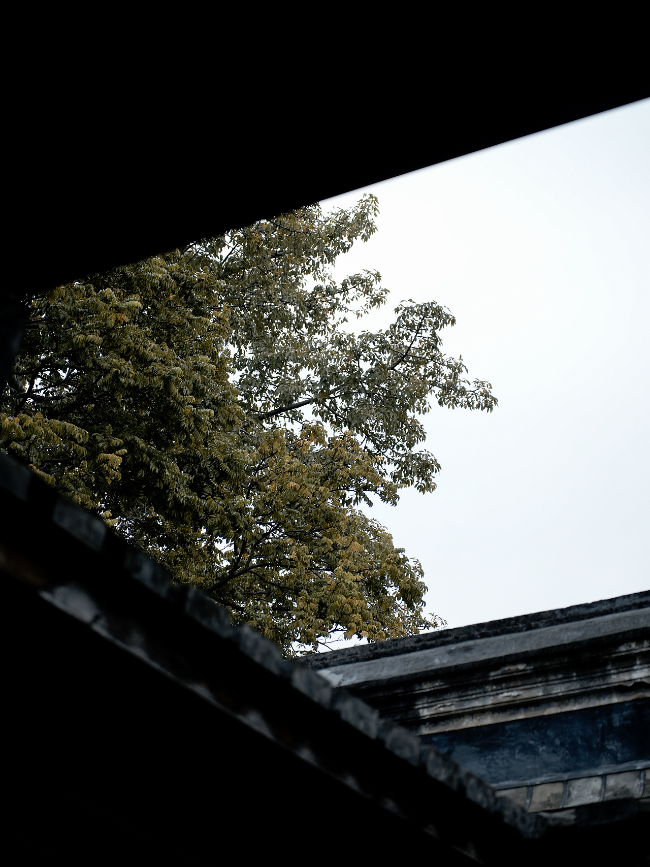 金时溪边-茶叶礼盒摄影-暗调