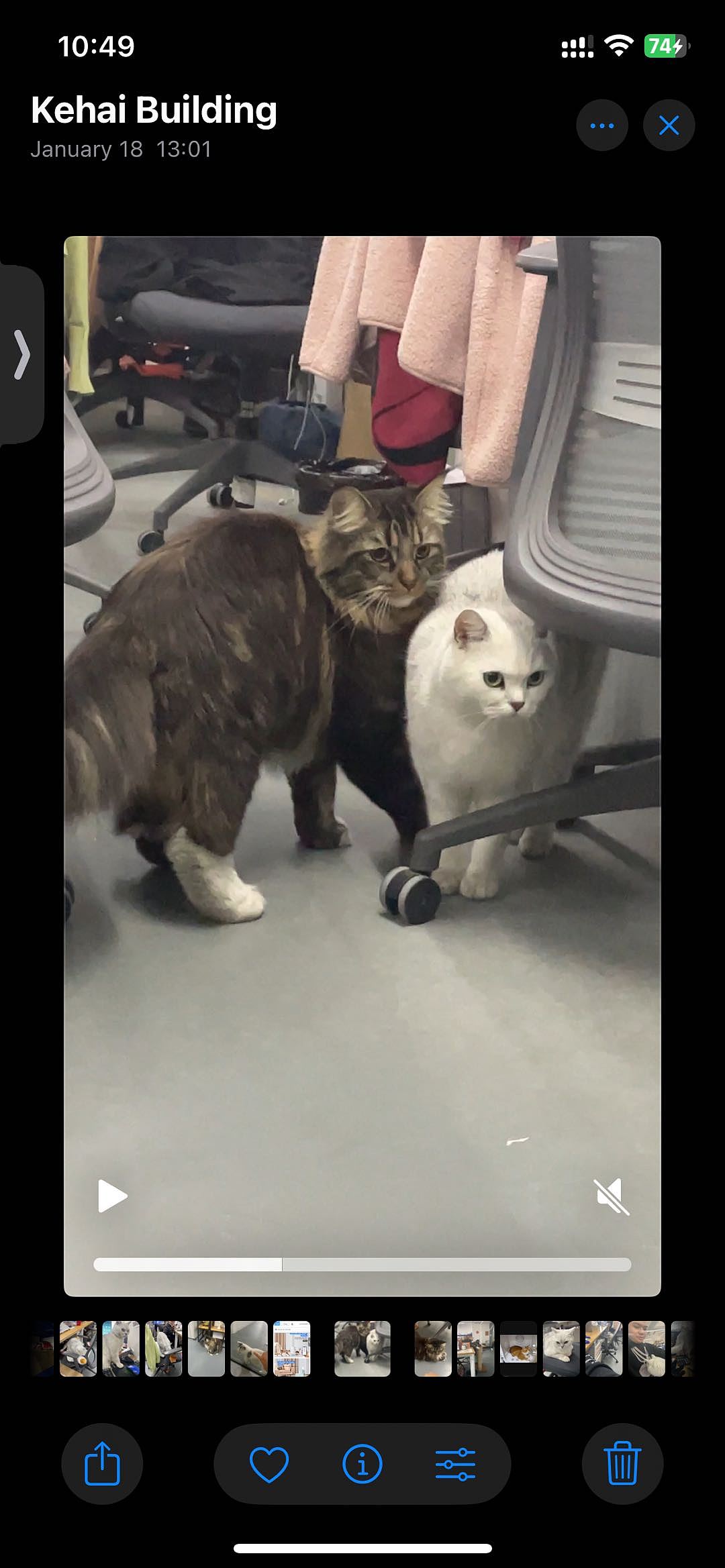 两位门神 猫间体 吾皇和旺仔