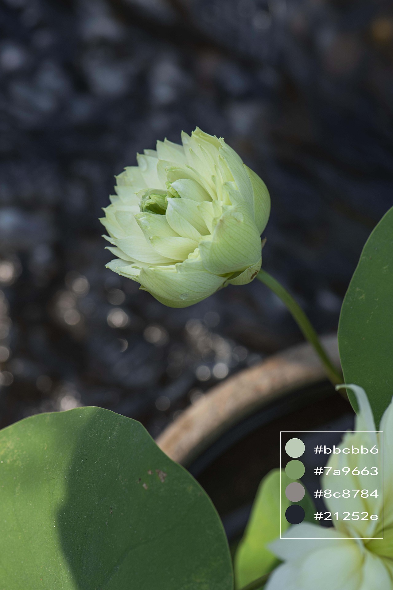 颜色搭配和构图练习(8)