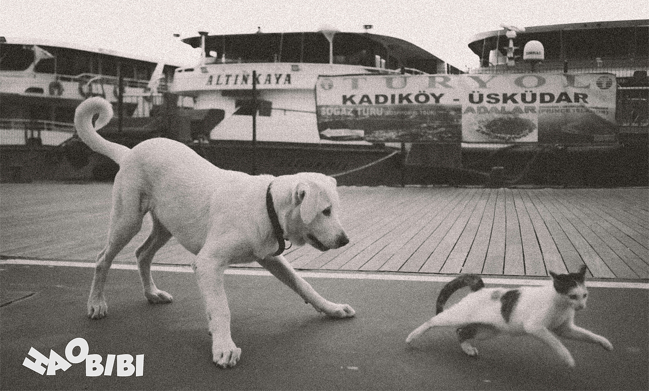 好宝宝宠物包装礼盒|快给你的爱宠买它