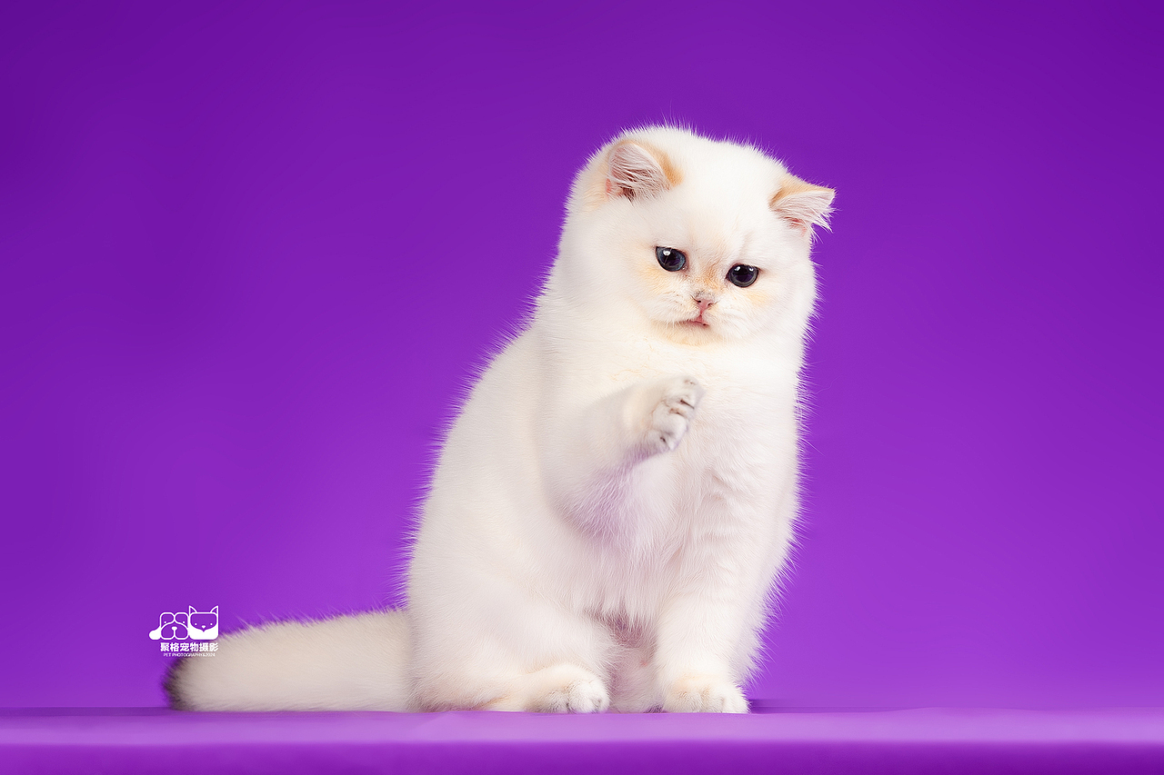 小猫猫，举举手（图ZMzgzNDc0MDAw） - 宠物摄影 - 站酷设计师聚格宠物原创素材 - 站酷ZCOOL