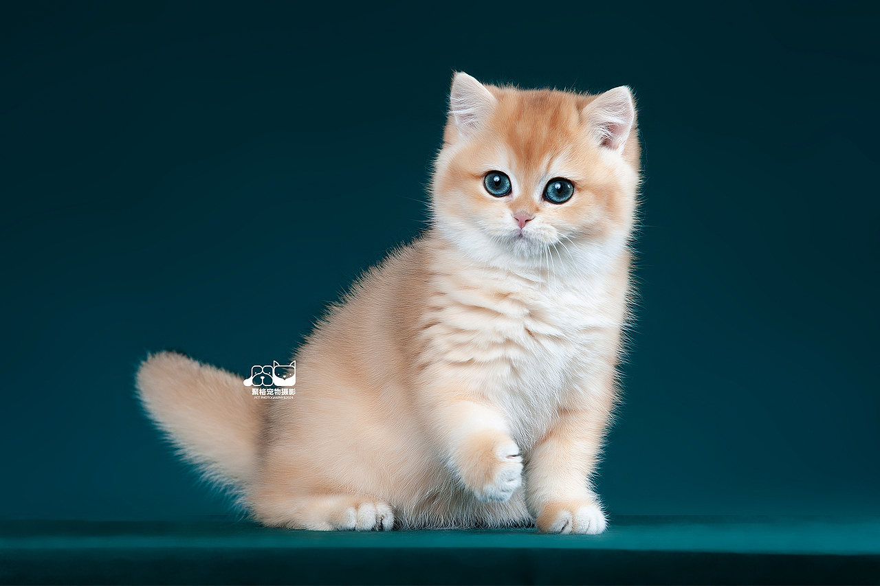 小猫猫，举举手（图ZMzgzNDc0MDIw） - 宠物摄影 - 站酷设计师聚格宠物原创素材 - 站酷ZCOOL