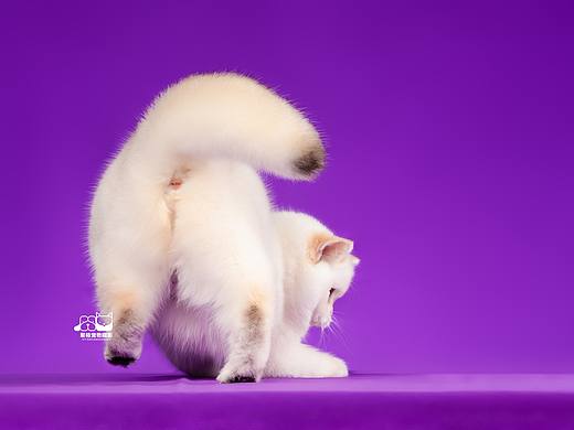 小猫猫，举举手