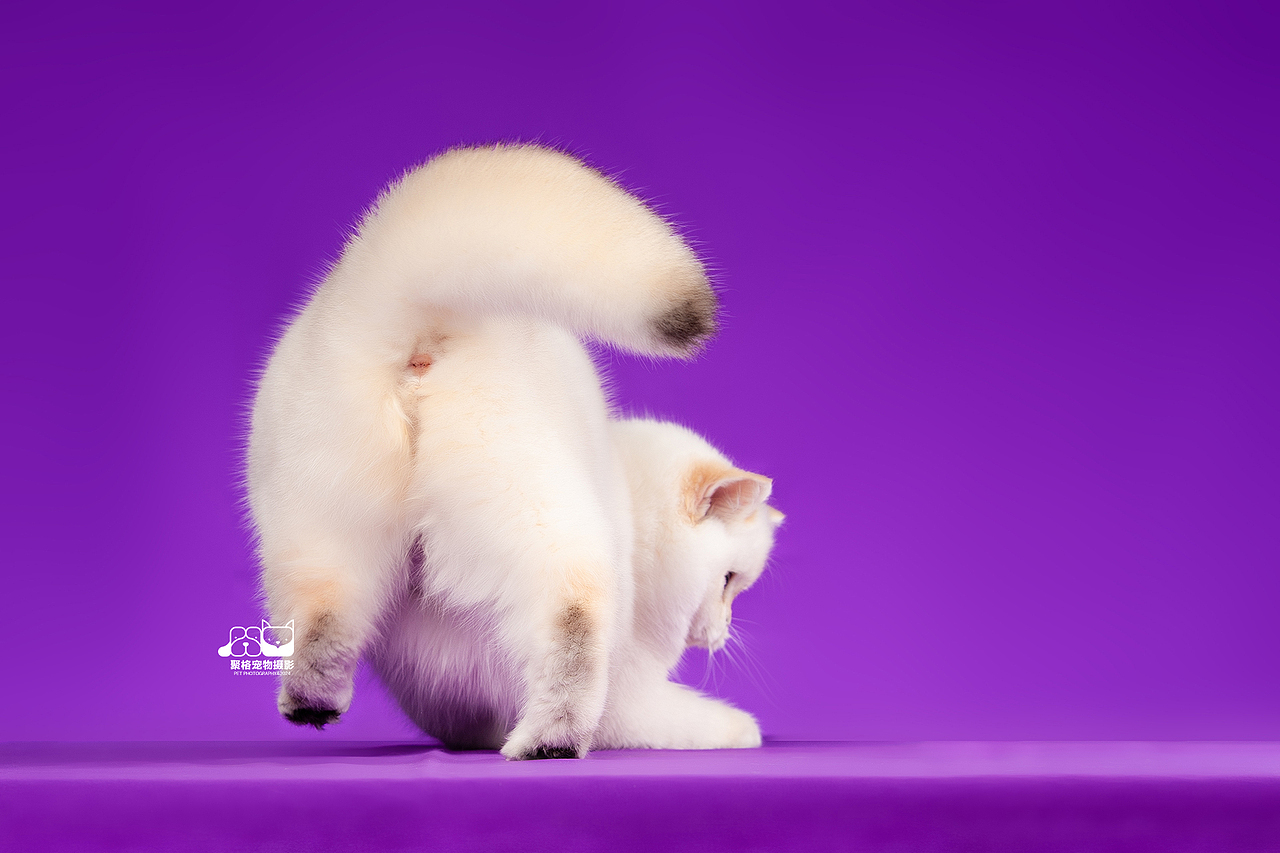 小猫猫，举举手（图ZMzgzNDc0MDA4） - 宠物摄影 - 站酷设计师聚格宠物原创素材 - 站酷ZCOOL