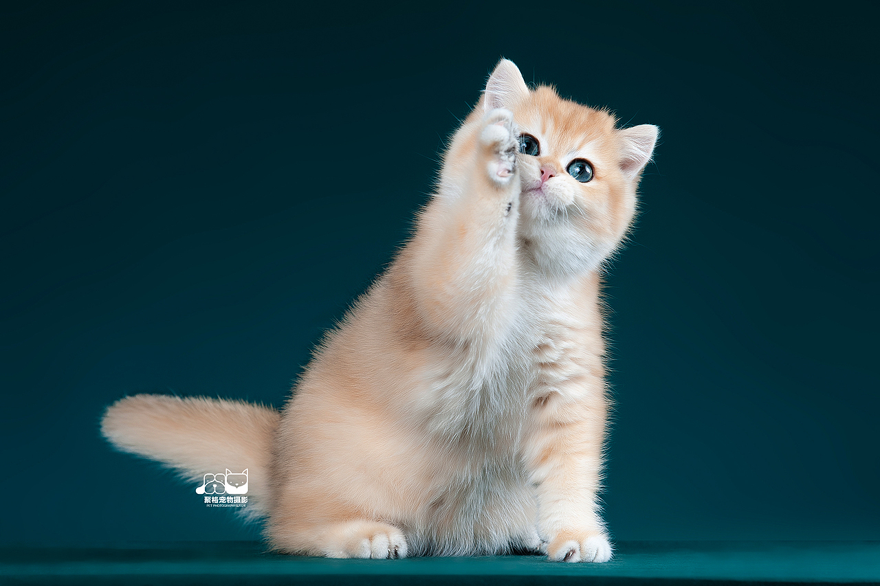 小猫猫，举举手（图ZMzgzNDc0MDEy） - 宠物摄影 - 站酷设计师聚格宠物原创素材 - 站酷ZCOOL