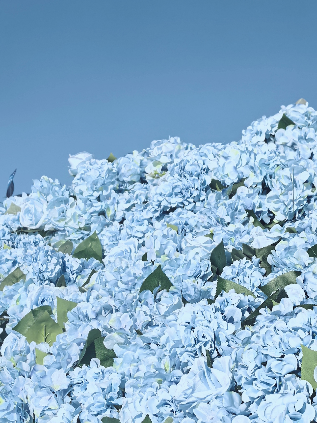 长春是懂浪漫的