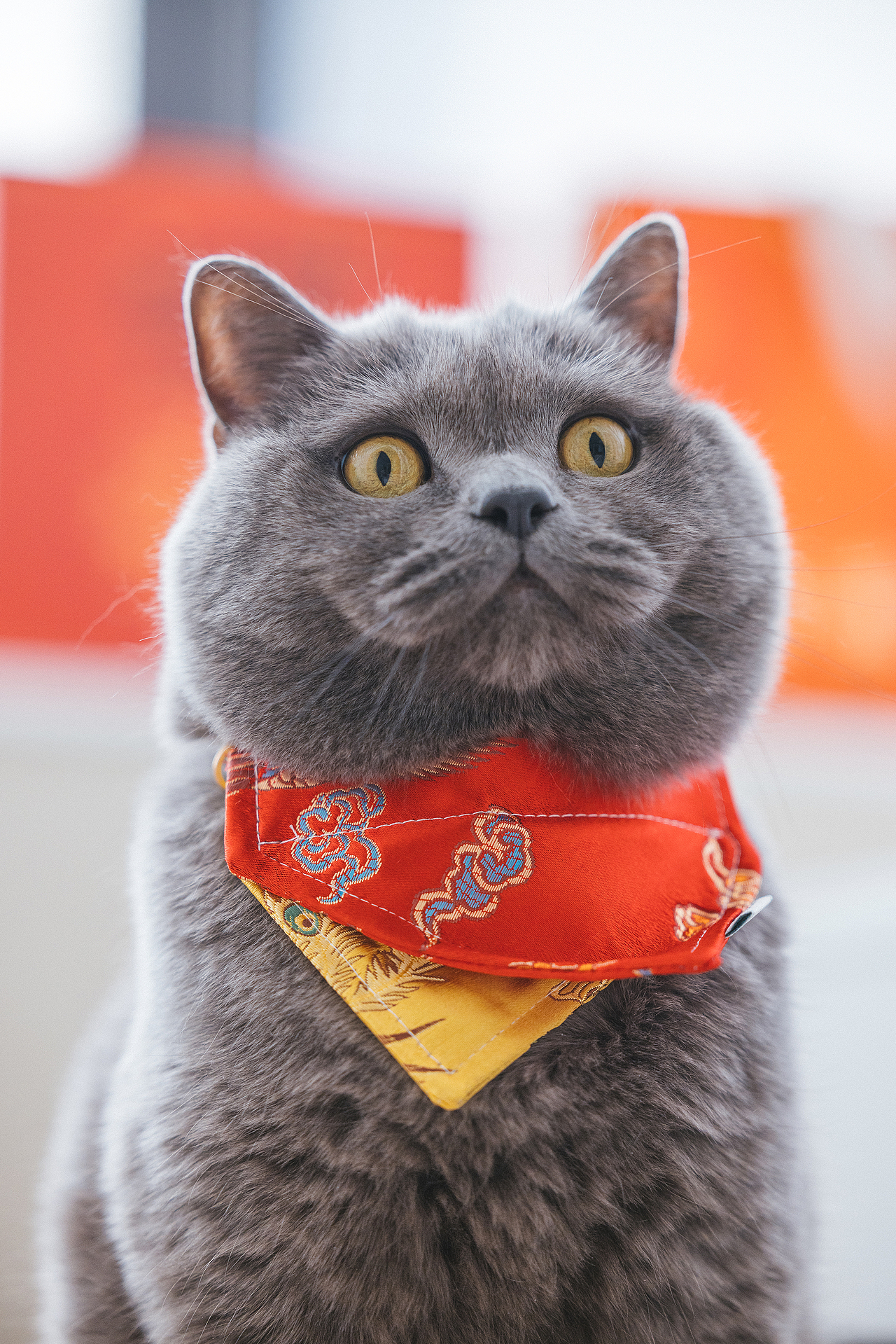 2024 · 定格温暖的瞬间（图ZMzgzNTY3NjIw） - 宠物摄影 - 站酷设计师克查原创素材 - 站酷ZCOOL