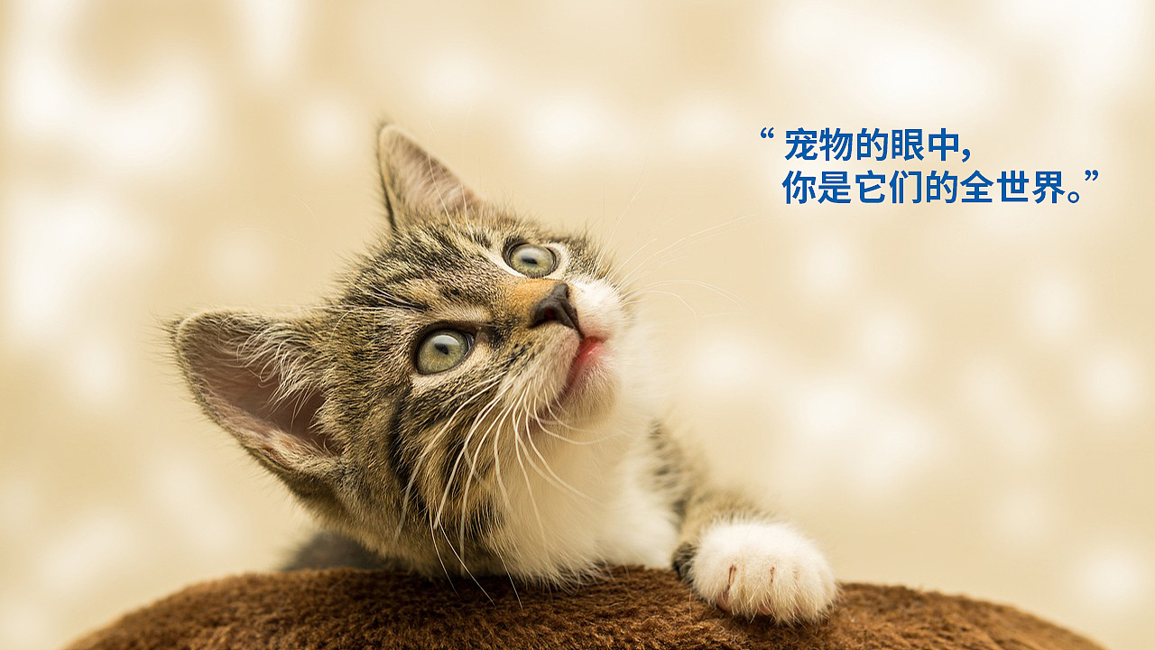 2024年终总结-宠物LOGO设计 包装设计 宠物品牌设计（图ZMzgzNTc0Mjgw） - 产品 - 站酷设计师MAX一周原创素材 - 站酷ZCOOL