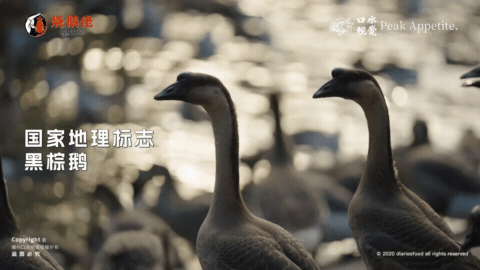 美食视频 | 烧鹅佬脆皮烧鹅 X 口水视觉（图ZMzgzNjA2OTAw） - 美食摄影 - 站酷设计师口水视觉原创素材 - 站酷ZCOOL