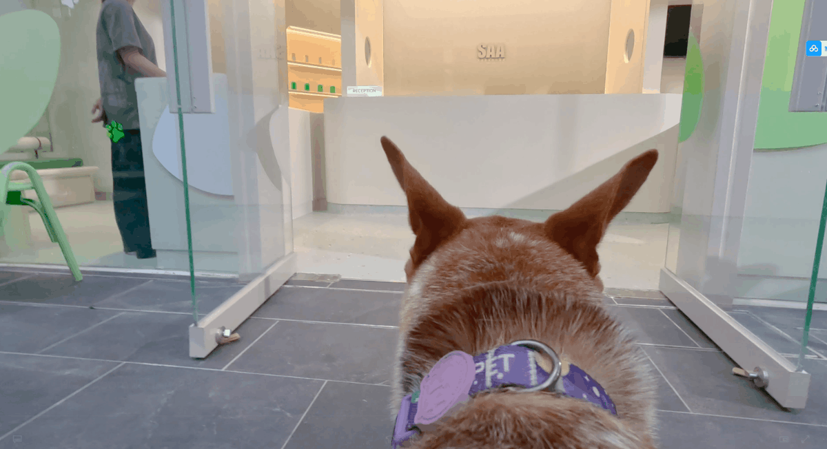 ▲狗狗第一视角