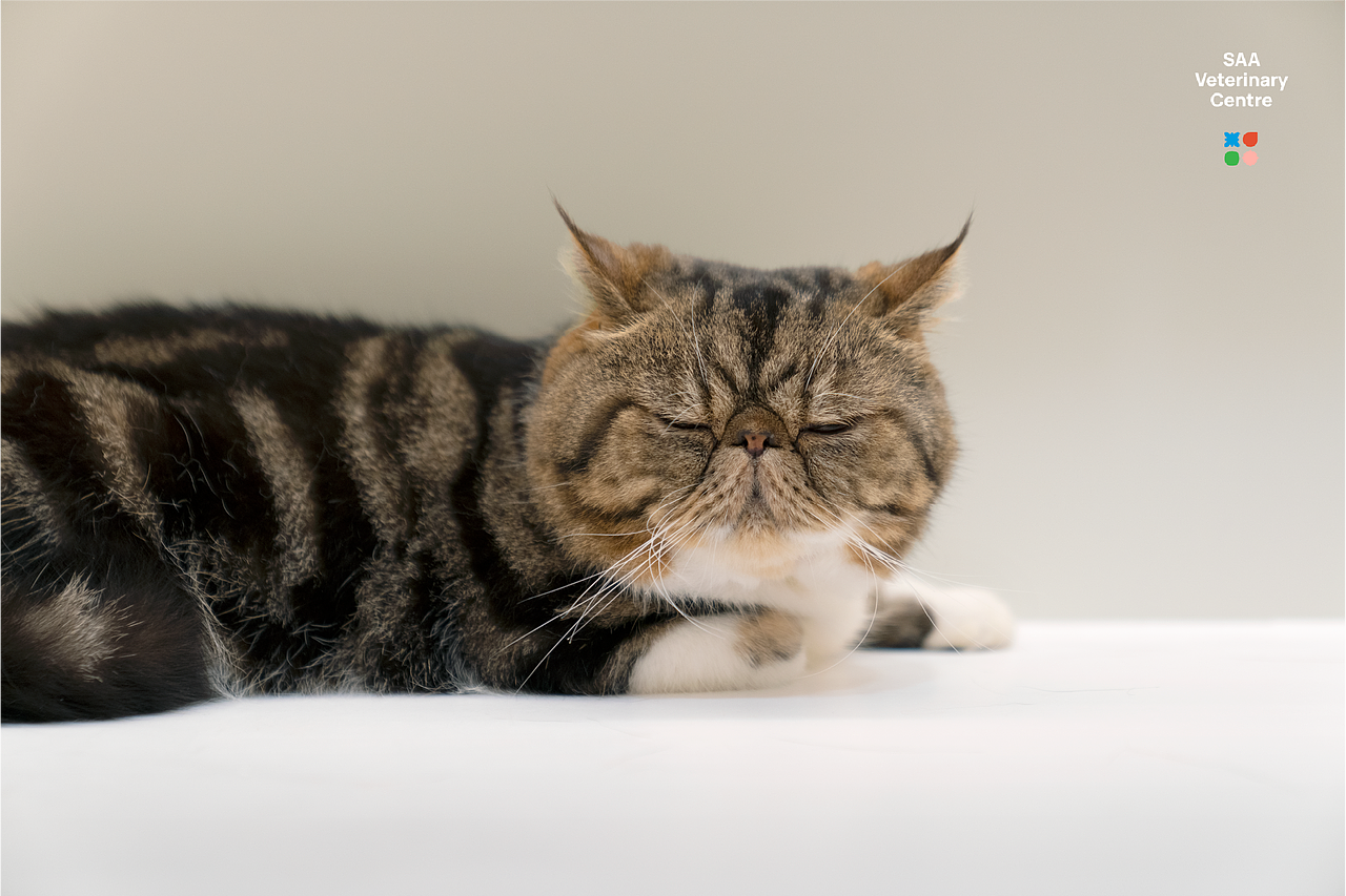 香港SAA动物医疗中心,轻松温暖的人宠双向友好设计