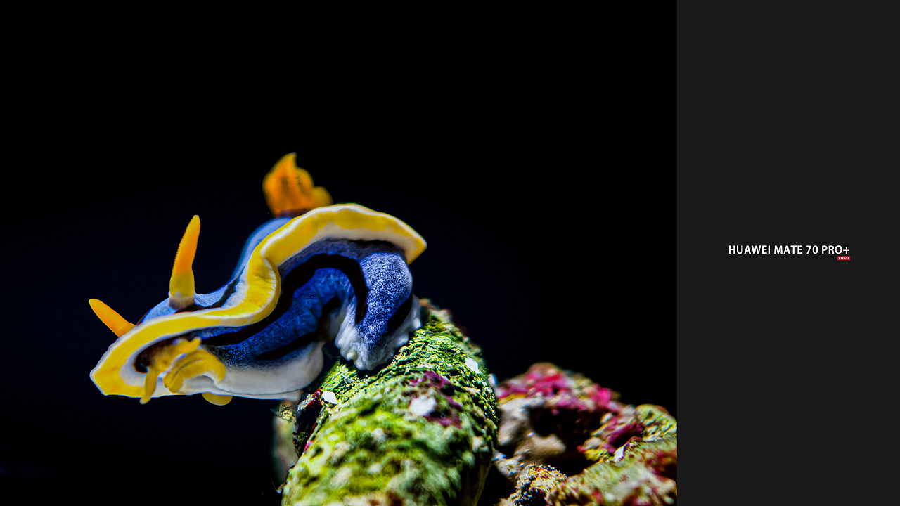 HUAWEI Mate 70系列 样张拍摄-微距