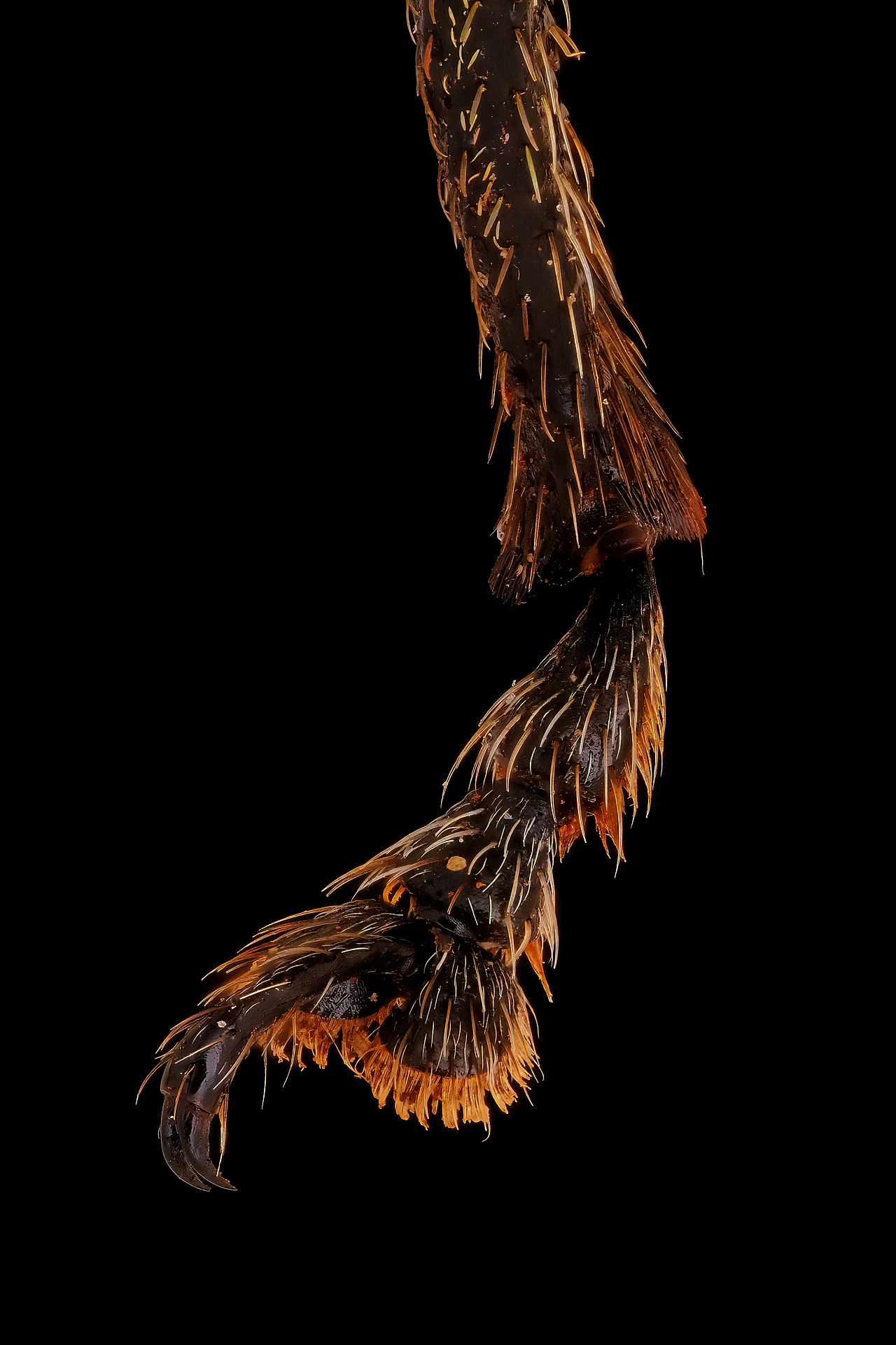 自然配色昆虫之美