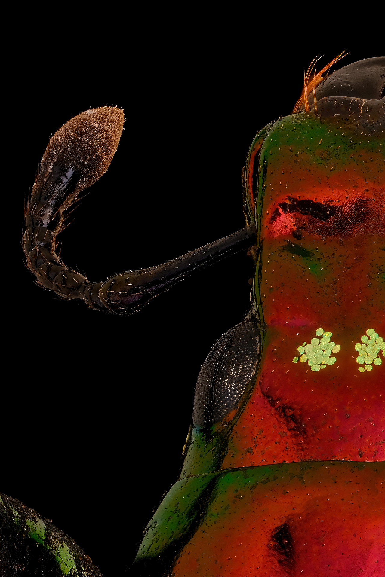 自然配色昆虫之美