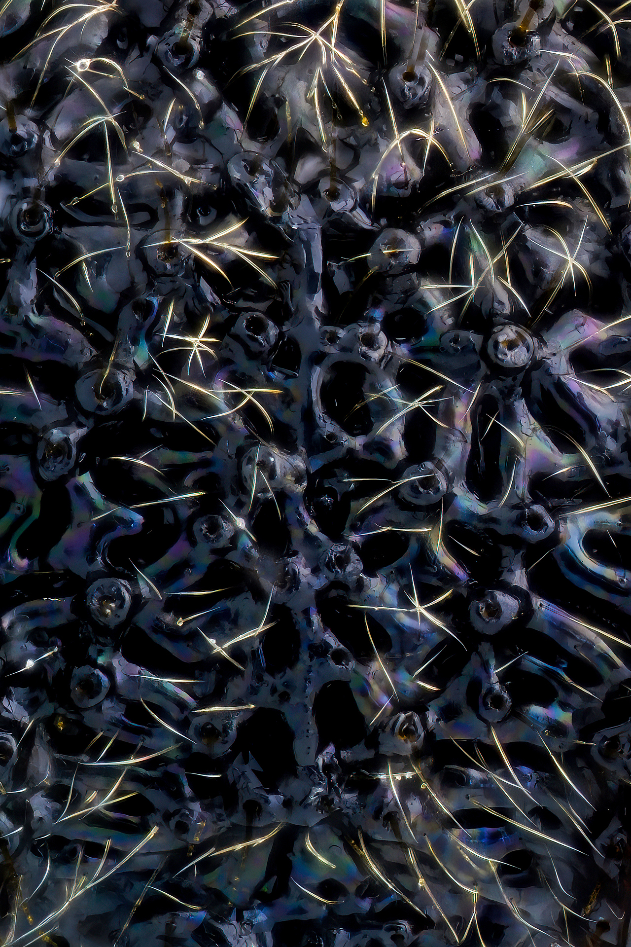 自然配色昆虫之美