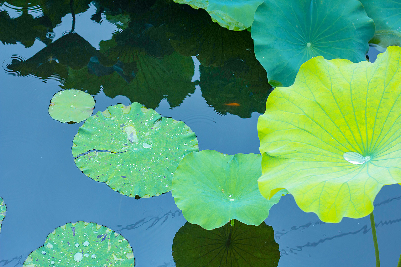 与图——《以荷为贵》（图ZMzgzNjY3MDc2） - 其他摄影 - 站酷设计师旅途与图原创素材 - 站酷ZCOOL