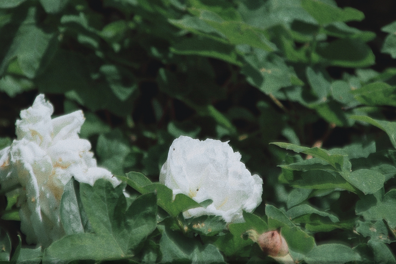 Nimo.All three times of beauty 