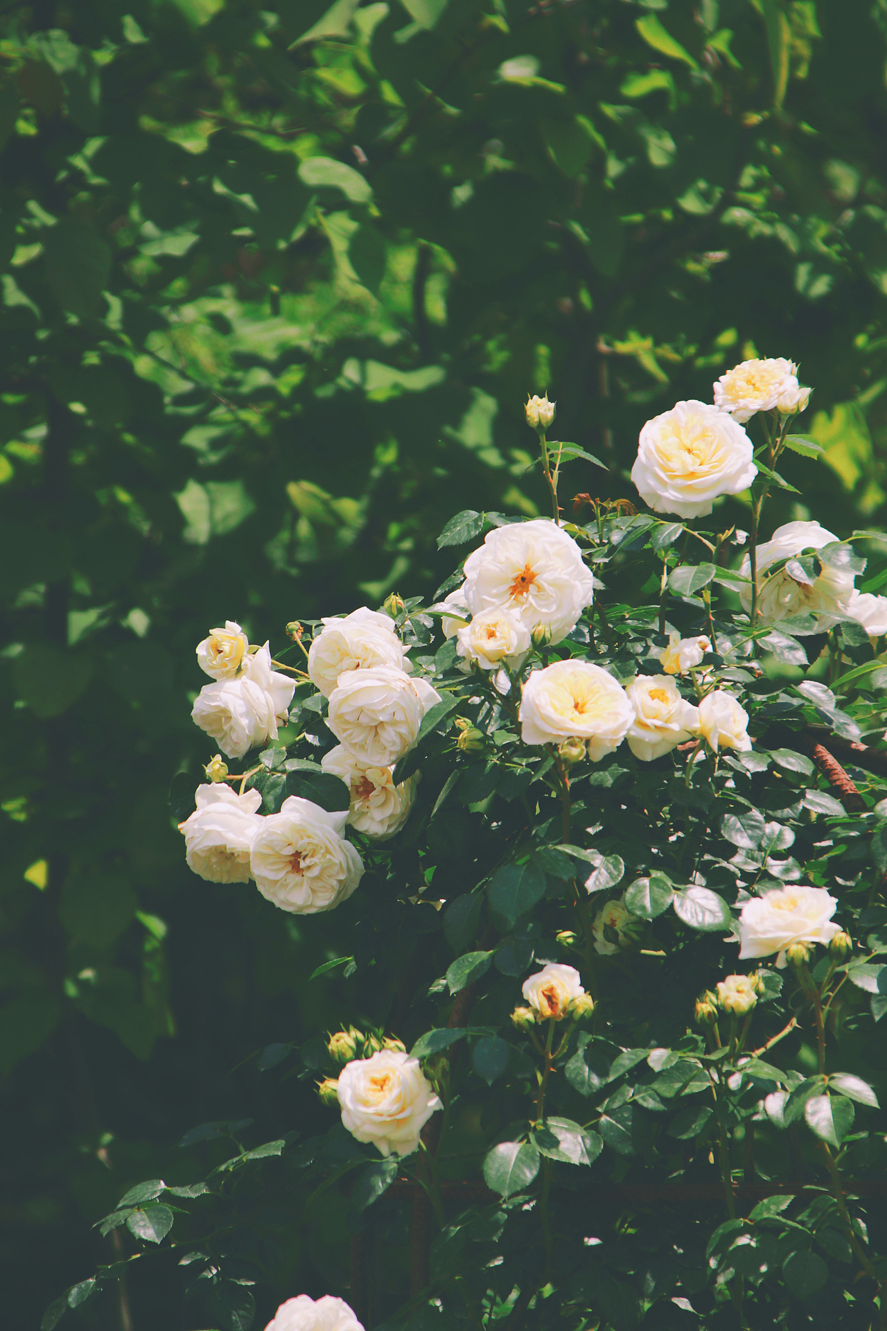 Nimo.All three times of beauty 