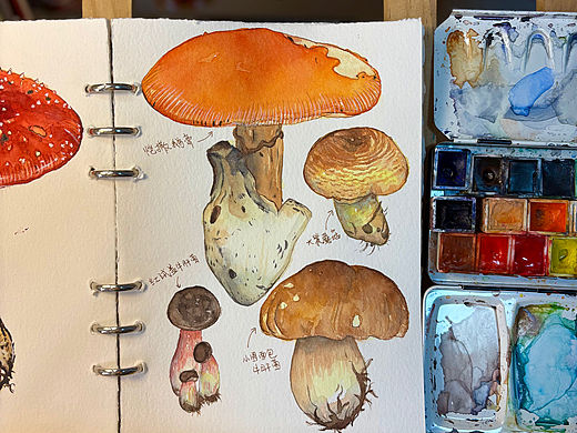 水彩画蘑菇🍄‍🟫