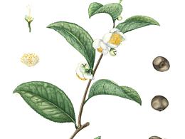 植物插画