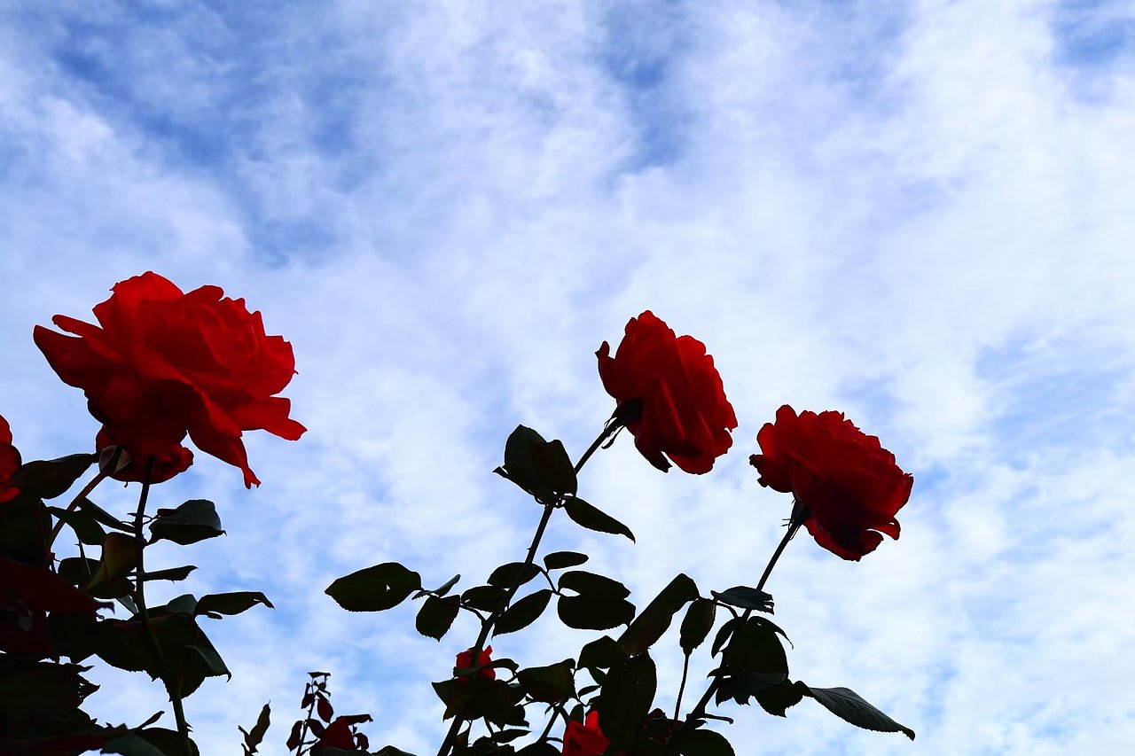 蓝天下的玫瑰（图ZMzg0MTAwNzI4） - 风光摄影 - 站酷设计师独奏家有点冷淡原创素材 - 站酷ZCOOL