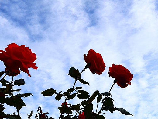 蓝天下的玫瑰（个人主页-ZNzEyNDIyODA=） - 风光摄影 - 站酷设计师独奏家有点冷淡原创素材 - 站酷ZCOOL