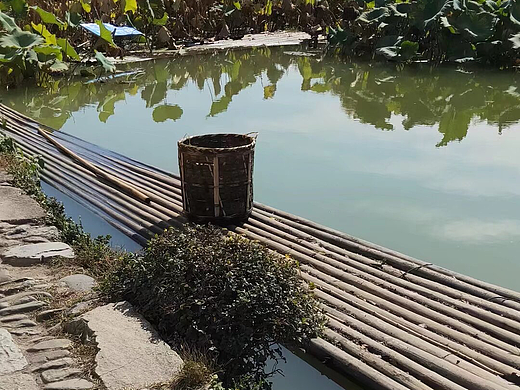 🌿竹筏荷塘,秋日里的诗意田园风光