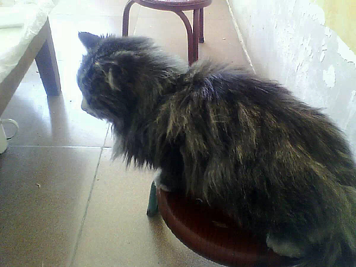 萌态可掬：凳子上的猫咪背影杀