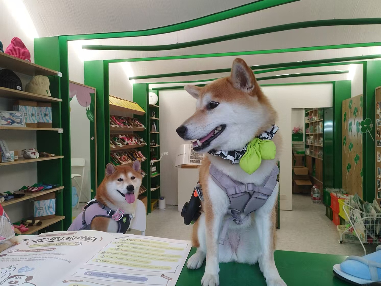 1（图ZMzg0MTAyNzA4） - 宠物摄影 - 站酷设计师Z299116634原创素材 - 站酷ZCOOL