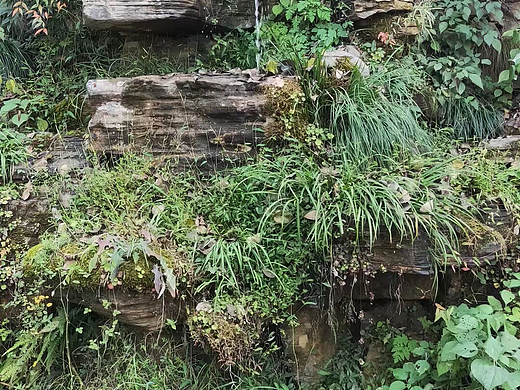 🌳园林雅趣，山石流水间的诗意角落