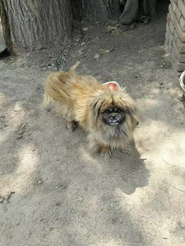 萌宠来袭：乡间小路上的可爱狗狗》（图ZMzg0MTAzODY4） - 宠物摄影 - 站酷设计师ZhMao原创素材 - 站酷ZCOOL