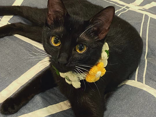 黑猫