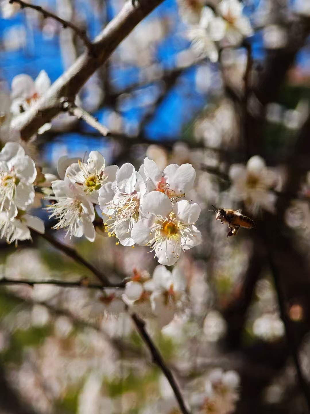 梅花01（图ZMzg0MTEwMzA0） - 其他摄影 - 站酷设计师sunday0616原创素材 - 站酷ZCOOL