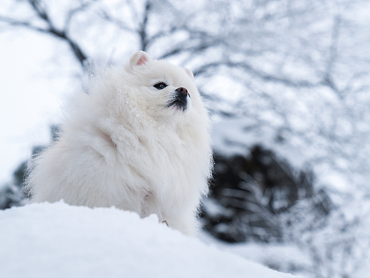 旺旺雪饼