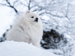 旺旺雪饼