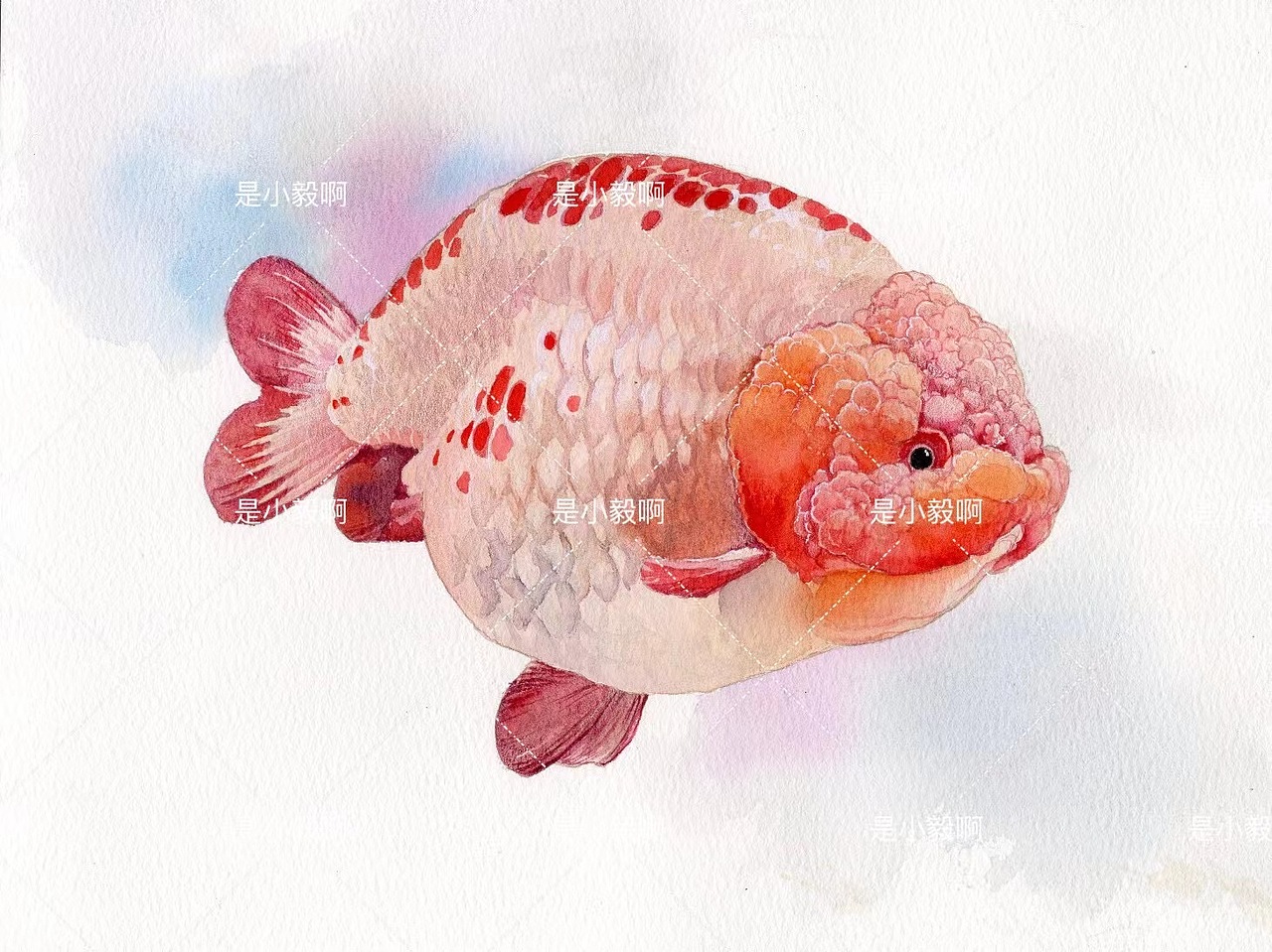 紫紅蘭壽（圖ZMzg0Mjg1OTk2） - 繪畫 - 站酷設(shè)計(jì)師風(fēng)蓮原創(chuàng)素材 - 站酷ZCOOL