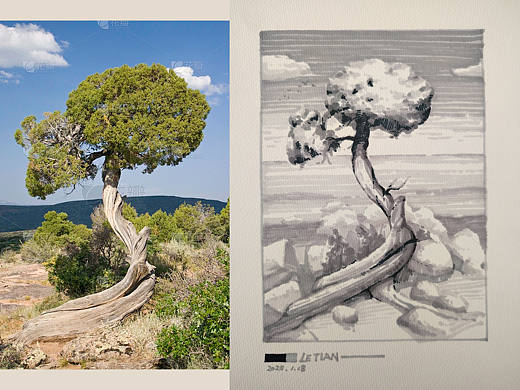 “海上之树”速涂练习~