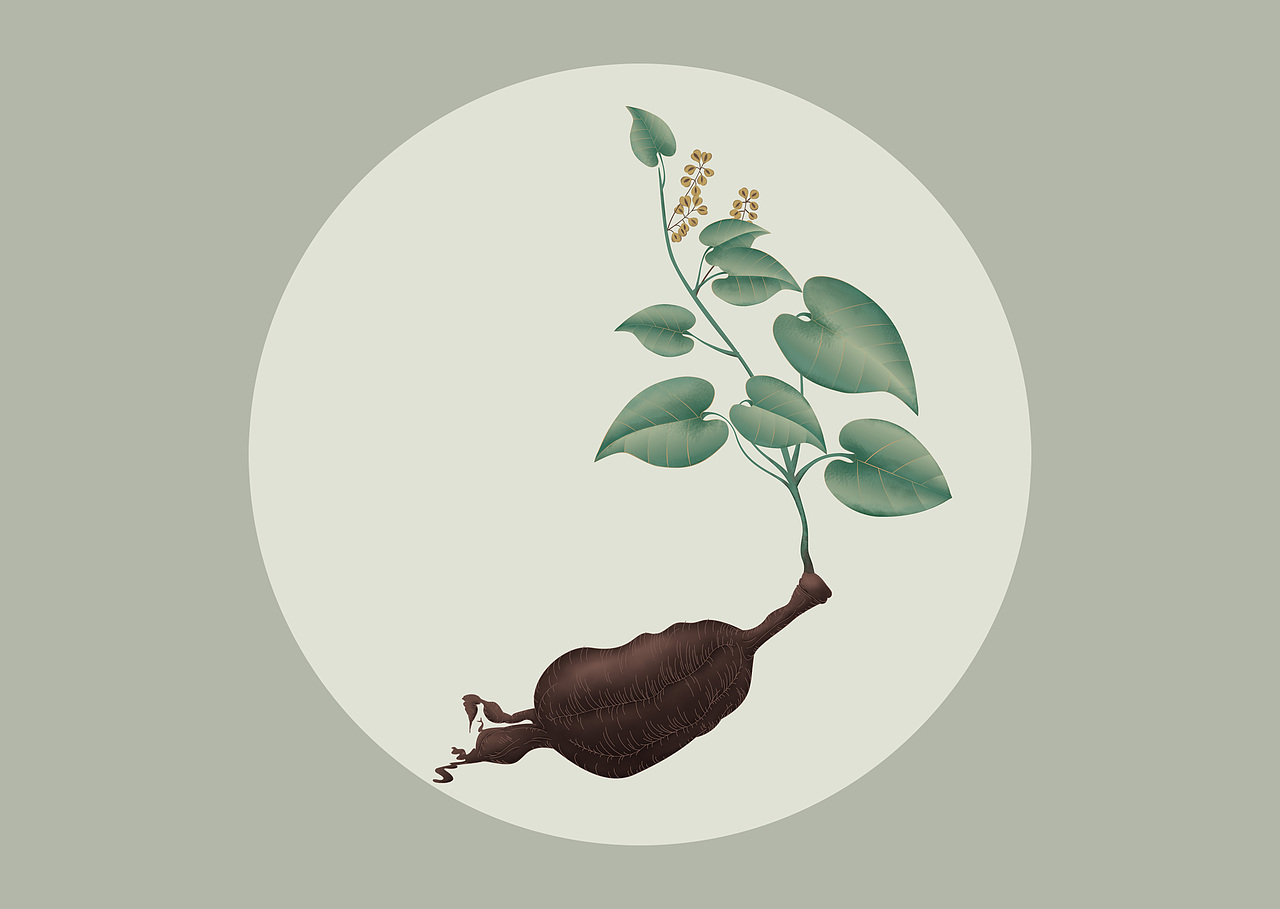 中草药人参手绘插画