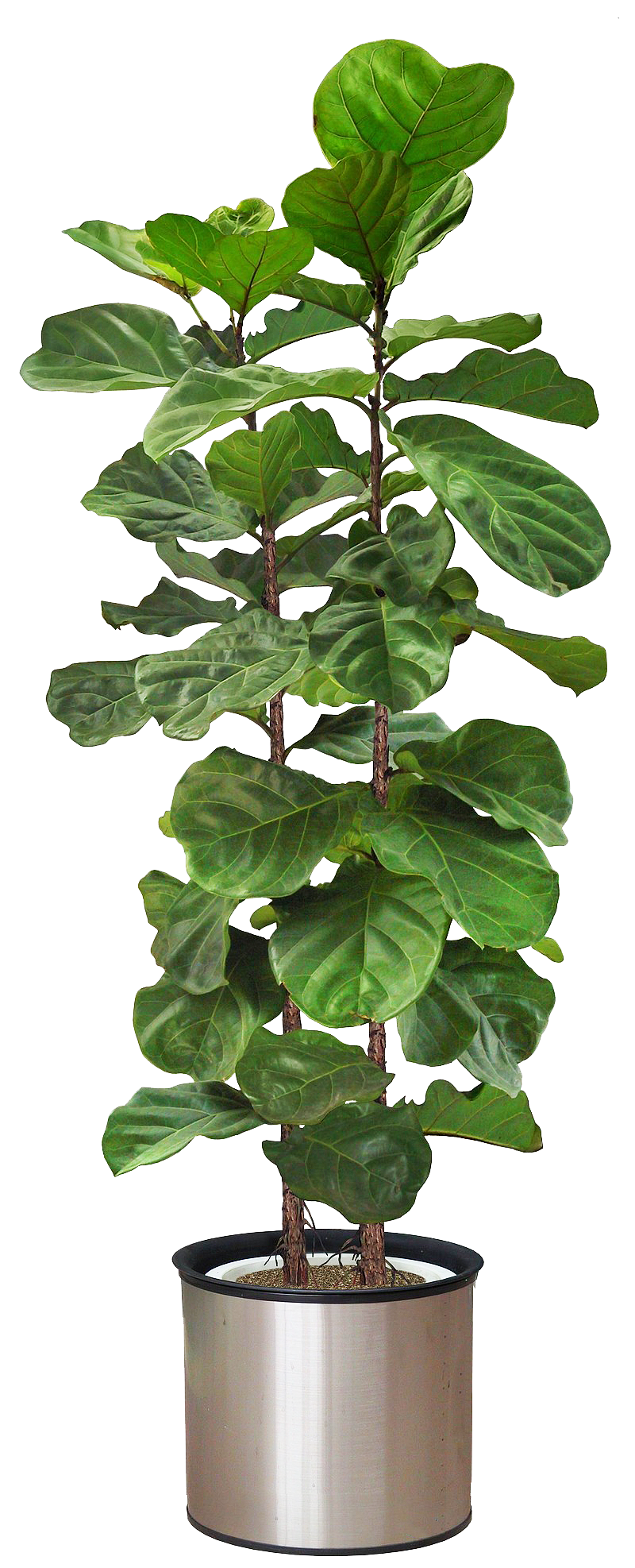 植物素材（图ZMzg0NTI5OTc2） - 其他 - 站酷设计师熊猫爱吃小竹子原创素材 - 站酷ZCOOL