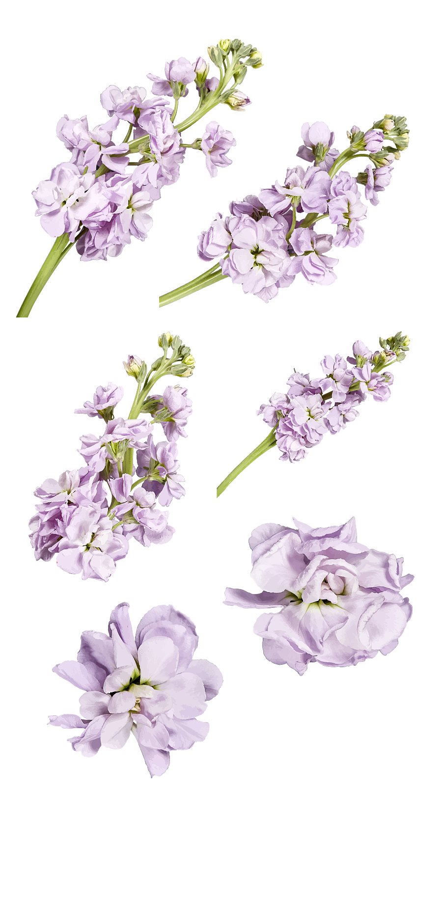 植物素材（图ZMzg0NTMwMDQ4） - 其他 - 站酷设计师熊猫爱吃小竹子原创素材 - 站酷ZCOOL