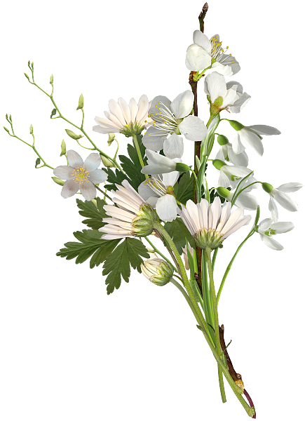 植物素材（图ZMzg0NTMwMDU2） - 其他 - 站酷设计师熊猫爱吃小竹子原创素材 - 站酷ZCOOL